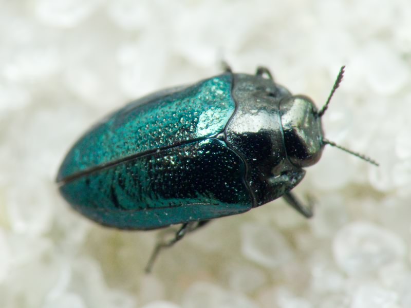 Habroloma breiti (Obenberger, 1918)
